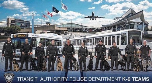 Tapd K9 2